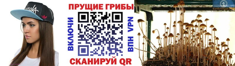 OMG ТОР  Кудрово  Псилоцибиновые грибы Psilocybine cubensis 